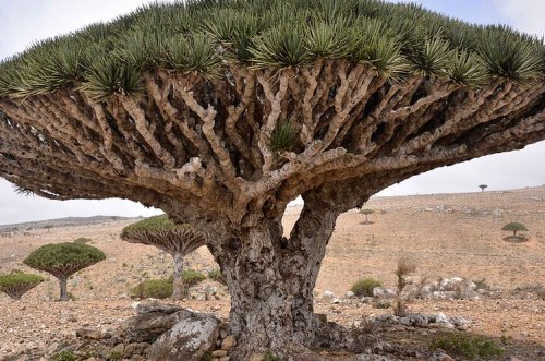 Sangue di Drago proprietà, benefici, caratteristiche