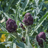 semina e coltivazione Carciofi