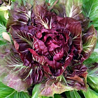 Radicchio