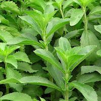 Stevia